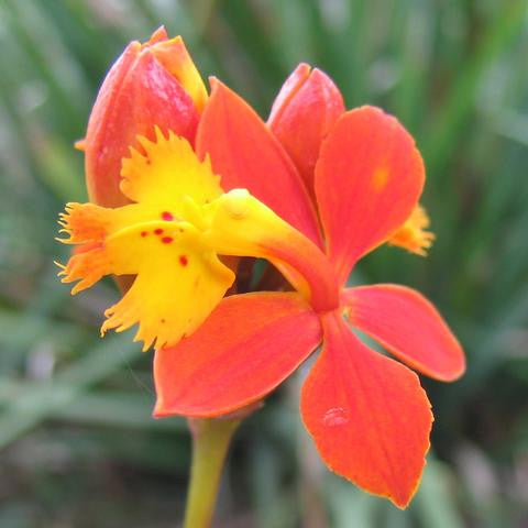 Lotus Wei - Inspired Action Elixir