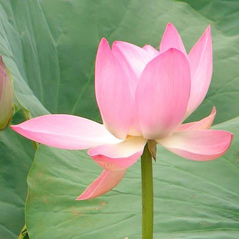Lotus Wei - Inner Peace Elixir