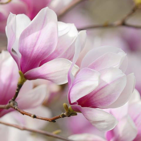 Lotus Wei - Infinite Love Elixir